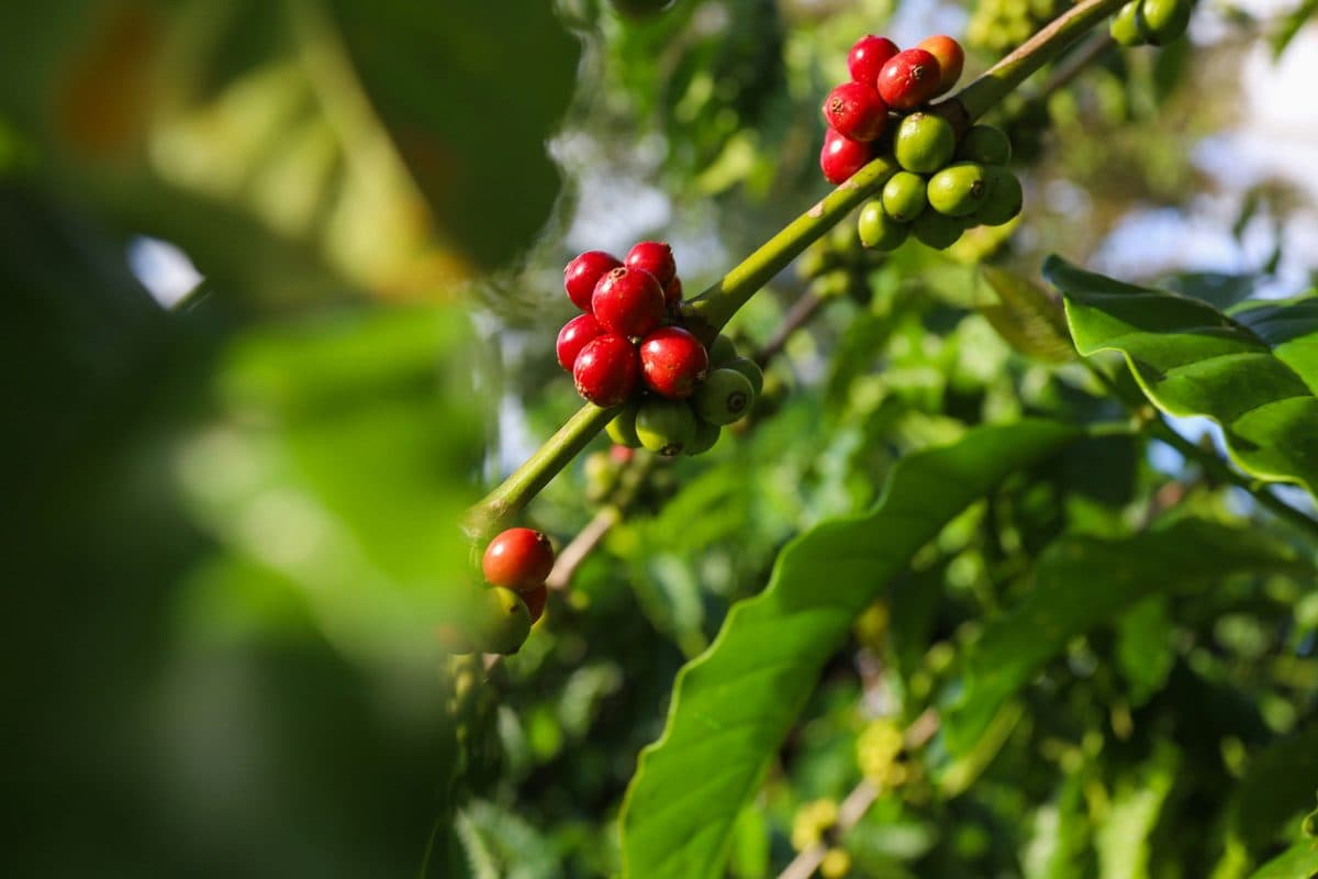 Close-up of ripe red coffee cherries on the branch