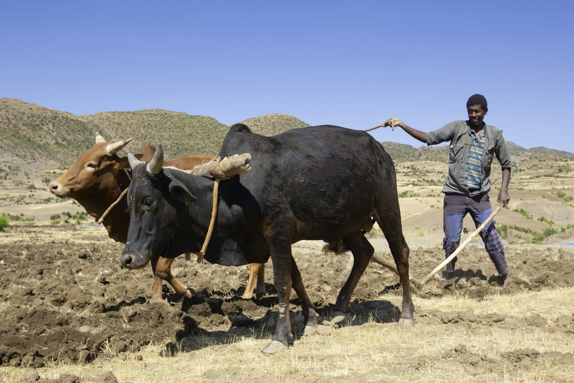 Farmer plowing a field with a pair of oxen