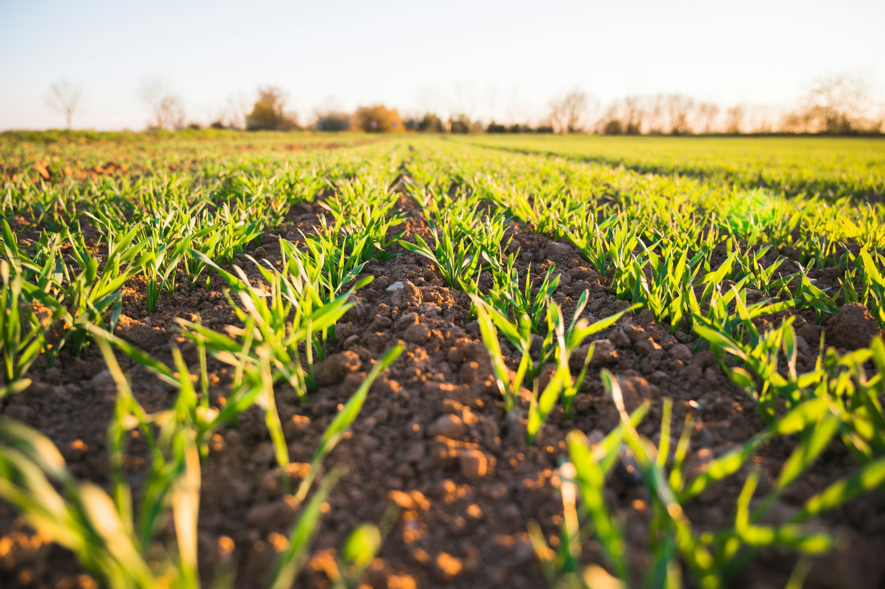 Rows of young cash-crop seedlings growing in mapped farmland