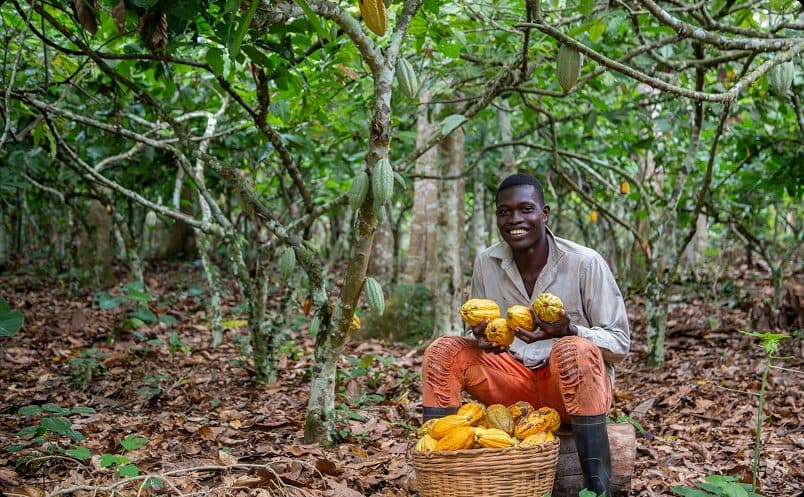 Smallholder cocoa farmer holding freshly harvested cocoa pods in his farm
